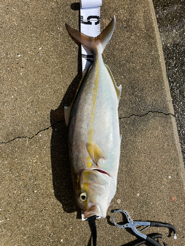 シオの釣果