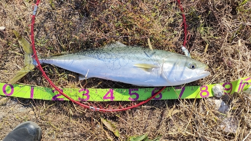 ブリの釣果