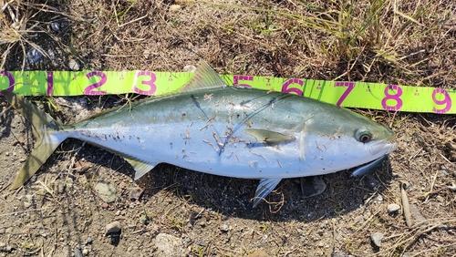 ブリの釣果