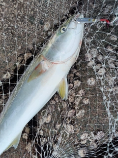 メジロの釣果