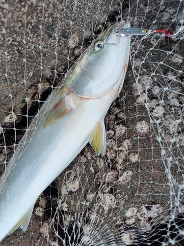 メジロの釣果