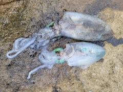 アオリイカの釣果