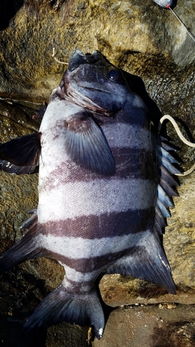 イシダイの釣果