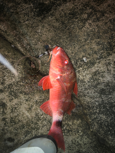 ホウライヒメジの釣果