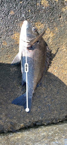 チヌの釣果