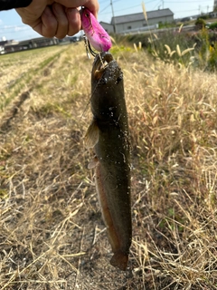 ナマズの釣果