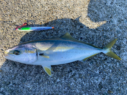 ハマチの釣果