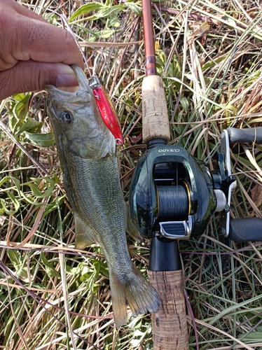 ラージマウスバスの釣果