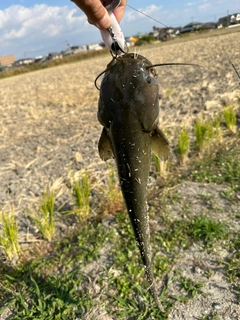 ナマズの釣果