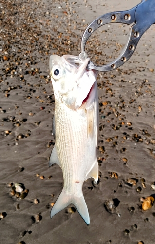 ツバメコノシロの釣果