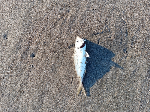 メアジの釣果