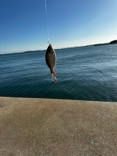 ウミタナゴの釣果