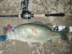 ブラックバスの釣果