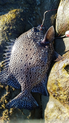 イシガキダイの釣果