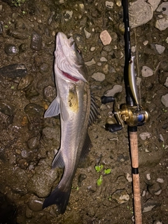 スズキの釣果