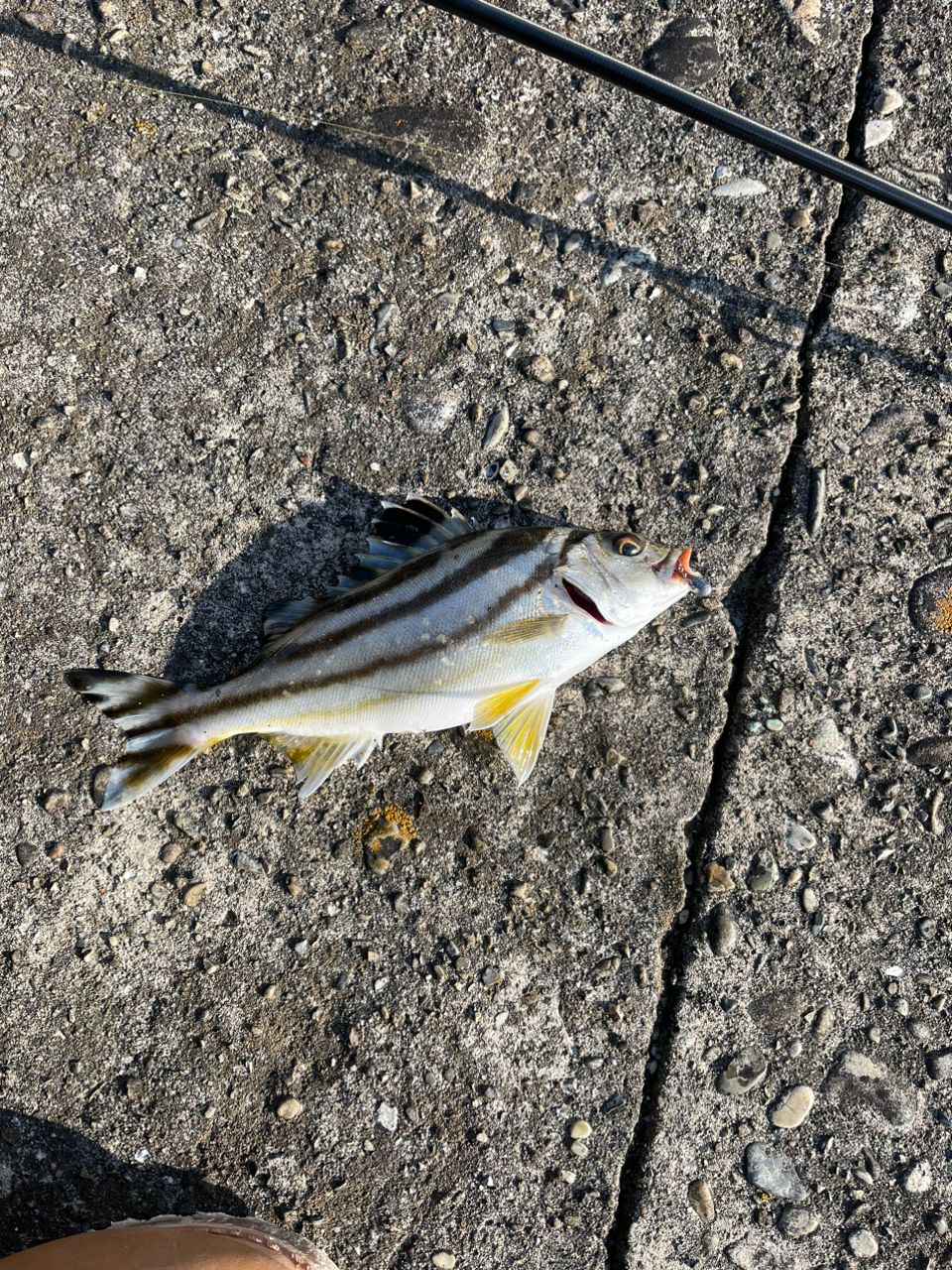 コトヒキ