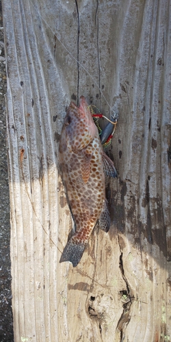 オオモンハタの釣果