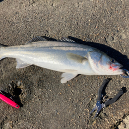 エイエイ王の釣果