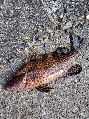 オオモンハタの釣果