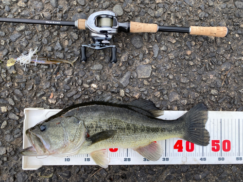 ブラックバスの釣果