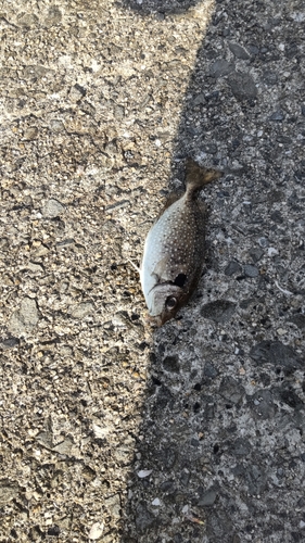 アイゴの釣果