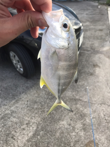 メッキの釣果