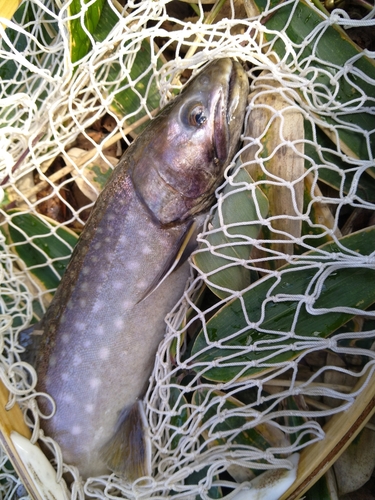 アメマスの釣果