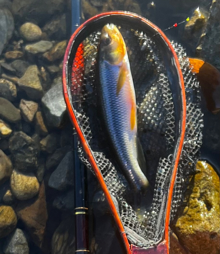 カワムツの釣果