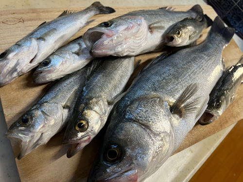 セイゴ（マルスズキ）の釣果