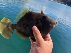 カワハギの釣果