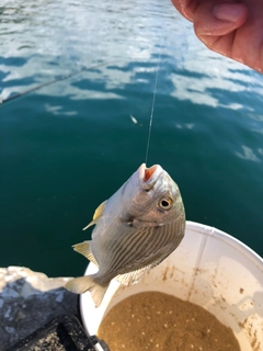 ヘダイの釣果