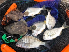 チヌの釣果