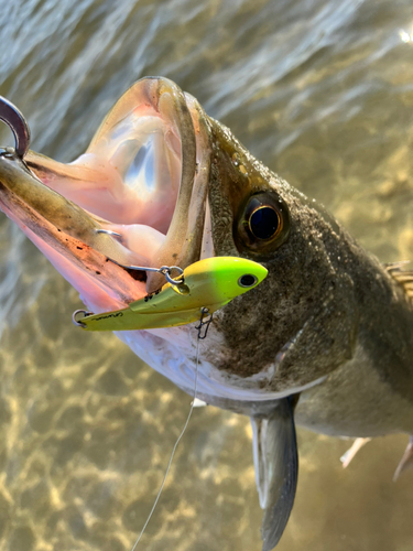 シーバスの釣果