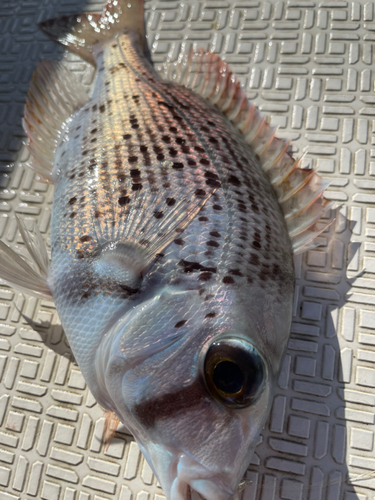 メイチダイの釣果