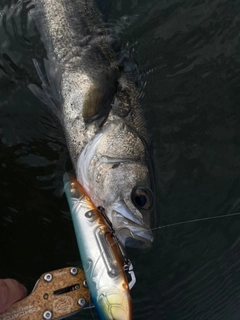 スズキの釣果