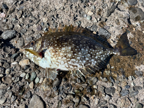 アイゴの釣果