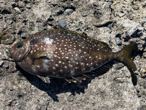 アイゴの釣果