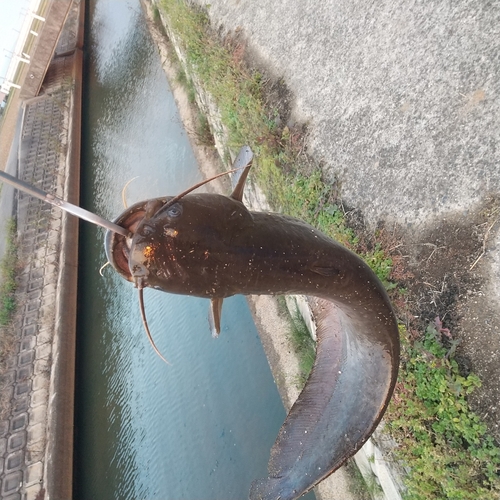 マナマズの釣果