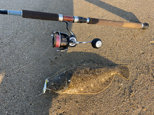 ヒラメの釣果