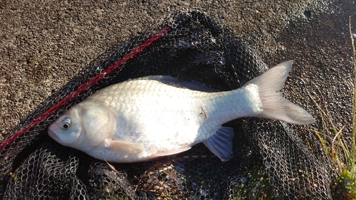 フナの釣果