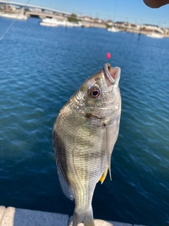 キビレの釣果