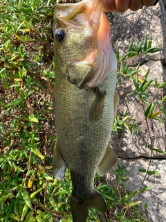 ラージマウスバスの釣果