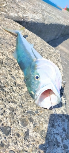 ハマチの釣果