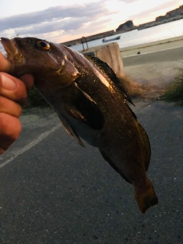 アイナメの釣果