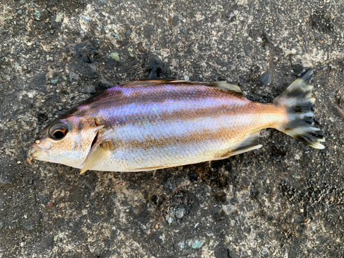 コトヒキの釣果