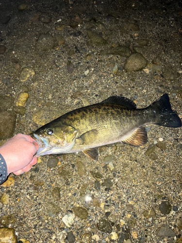 スモールマウスバスの釣果