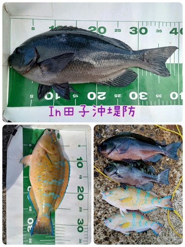 クチブトグレの釣果