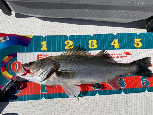 シーバスの釣果