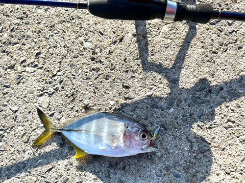 メッキの釣果