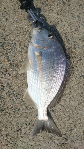 ヘダイの釣果